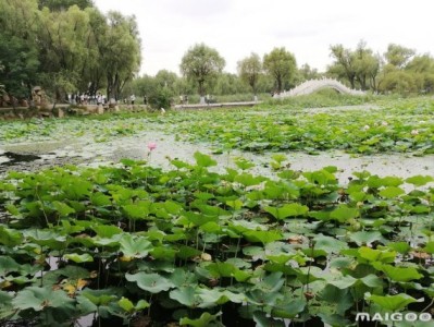 青岛哈尔滨太阳岛旅游景点推荐，你去过几个？